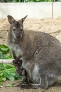 Klokan rudokrký (Macropus rufogriseus)