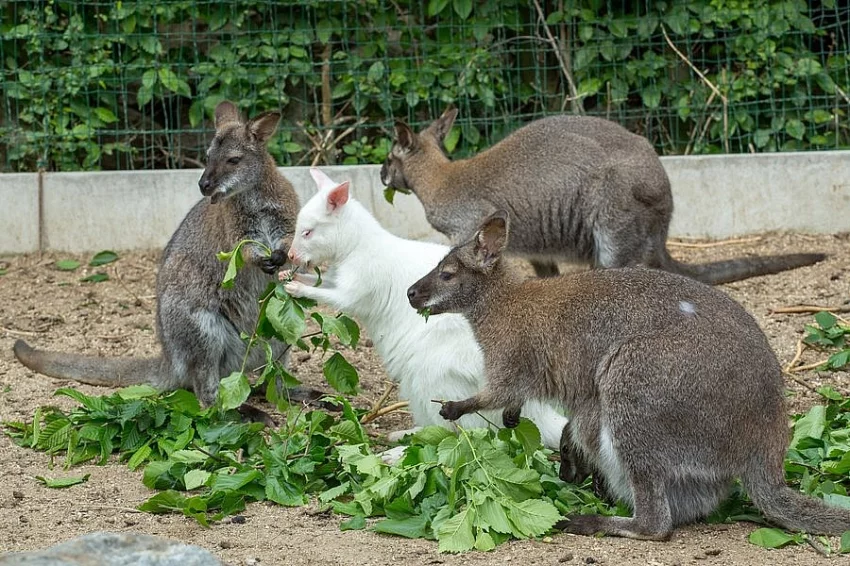 Klokan rudokrký (Macropus rufogriseus)