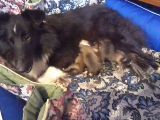Štěňátka šeltie / sheltie s PP