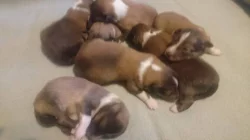 Štěňátka šeltie / sheltie s PP