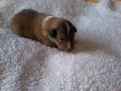 Štěňátka šeltie / sheltie s PP