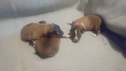 Štěňátka šeltie / sheltie s PP
