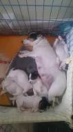 Jack russel terier bez pp - dva chlapecci