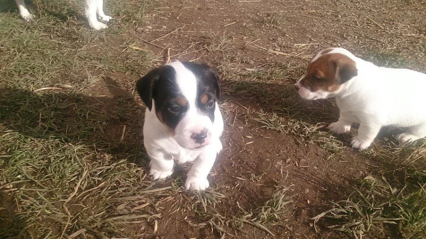 Jack russel terier bez pp - dva chlapecci