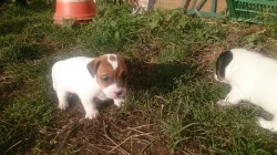 Jack russel terier bez pp - dva chlapecci