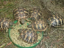 Želva zelenavá - Testudo hermanni