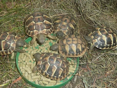 Želva zelenavá - Testudo hermanni