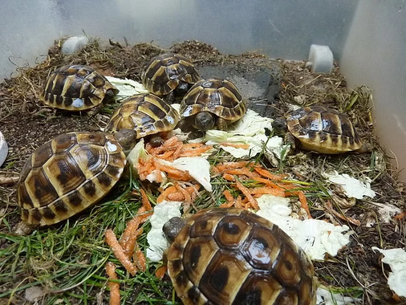 Želva zelenavá - Testudo hermanni