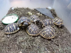 Želva zelenavá - Testudo hermanni