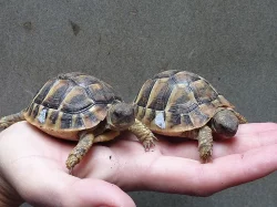 Želva zelenavá - Testudo hermanni