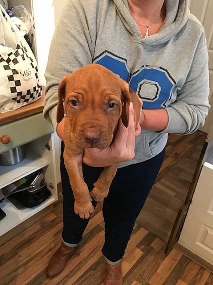 Kc Reg Rhodesian Ridgeback Puppies Due 171217