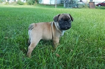 4 Krásné Kc registrované Pug Puppys