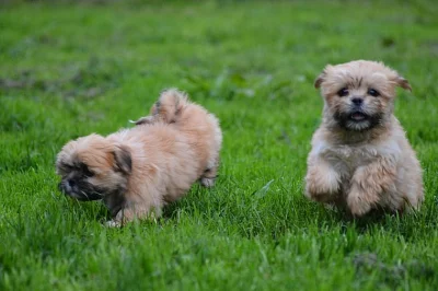 Krásné Lhasa-poo štěňata na prodej