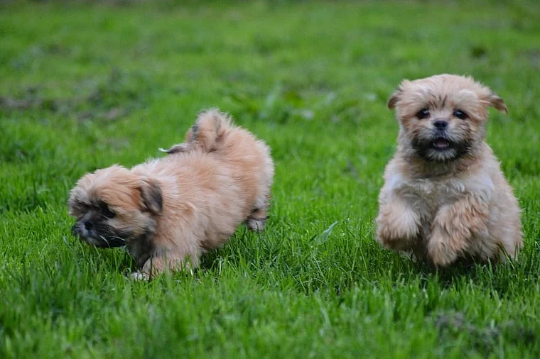 Krásné Lhasa-poo štěňata na prodej