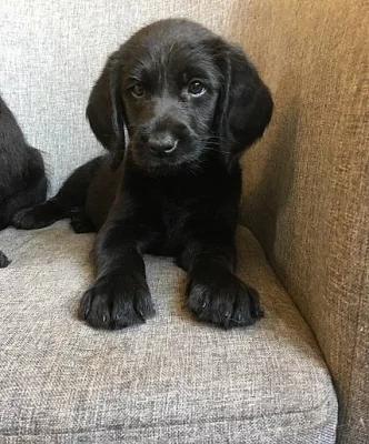 Krásné miniaturní labradorodí chlapi F1