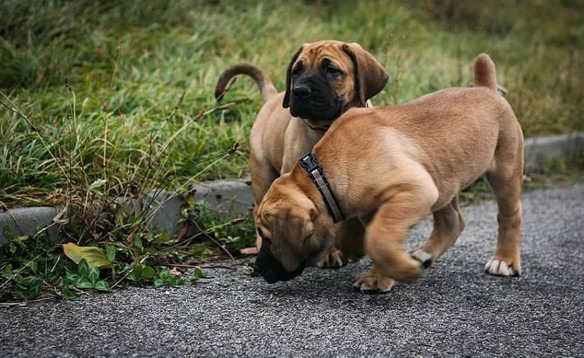 Boerboel