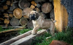 Boerboel