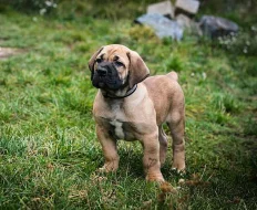 Boerboel