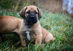 Boerboel