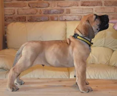 Boerboel