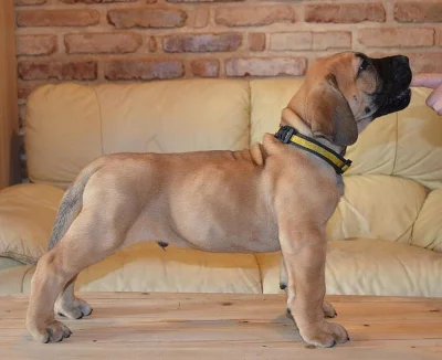Boerboel