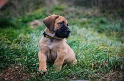 Boerboel