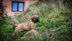 Boerboel