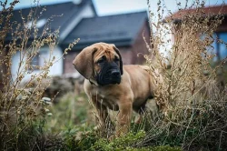 Boerboel