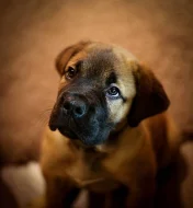 Boerboel