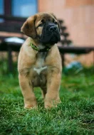 Boerboel