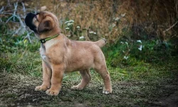 Boerboel