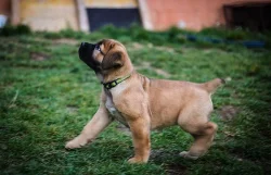 Boerboel