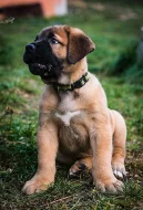 Boerboel