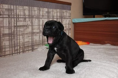 Cane Corso - štěňata s PP