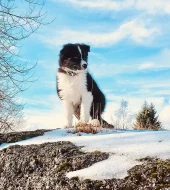 Border kolie štěně, fenka