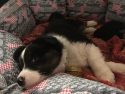 Border kolie štěně, fenka