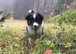 Border kolie štěně, fenka