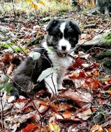 Border kolie štěně, fenka