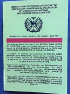 Border kolie štěně, fenka