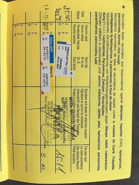 Border kolie štěně, fenka