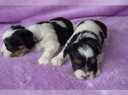 Biewer Yorkshire Terrier - štěňátko
