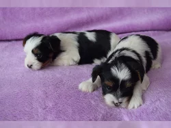 Biewer Yorkshire Terrier - štěňátko