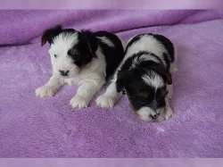 Biewer Yorkshire Terrier - štěňátko