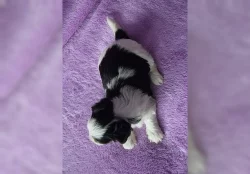 Biewer Yorkshire Terrier - štěňátko