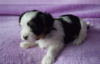 Biewer Yorkshire Terrier - štěňátko