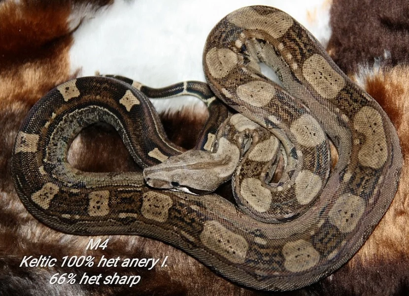 Boa constrictor (hroznýš královský)