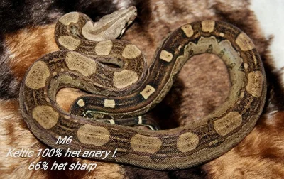 Boa constrictor (hroznýš královský)