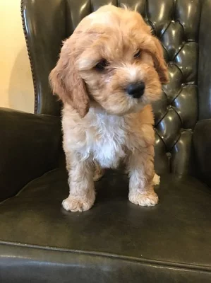Ready Now - Čokoládová Labradoodle Puppy