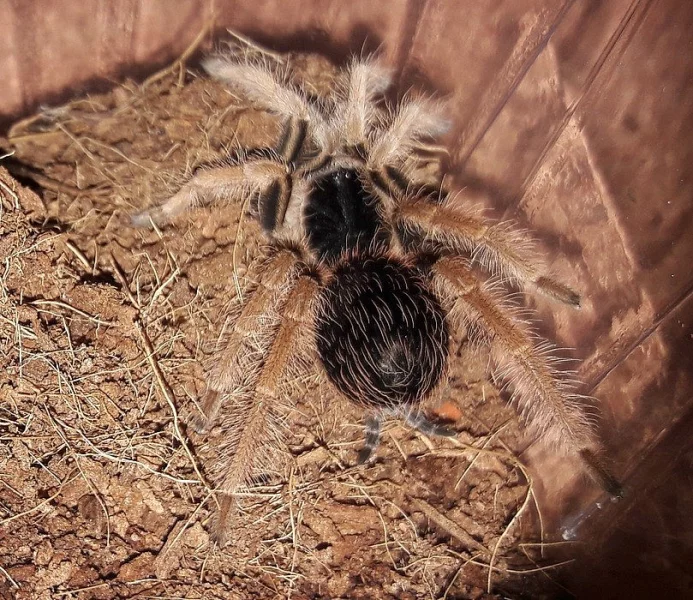 Prodám sklípkana Megaphobema robusta