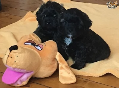 Shihpoo štěňata připraveni. Jeden Phantom chlapec odešel.